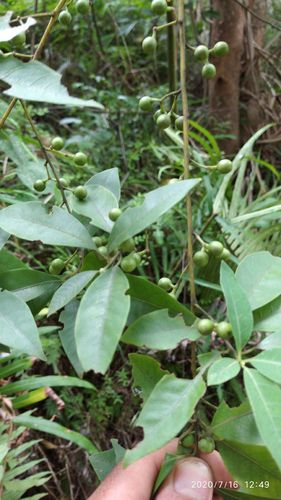 广东本土野生威灵仙老虎须