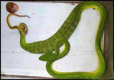 蛇会直接生出小蛇吗?在什么样的条件下会有这样的情况