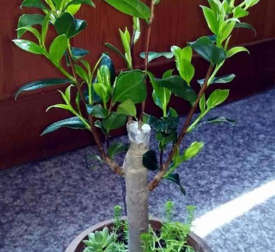 注意3个细节,新叶不断长,来年一树繁花