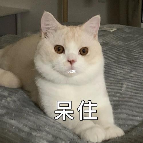 自家猫咪表情包 下集_表情包_猫咪_英短_猫咪表情包_素材_表情包