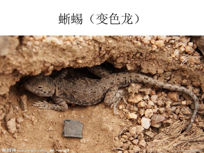 动物的防身绝招ppt