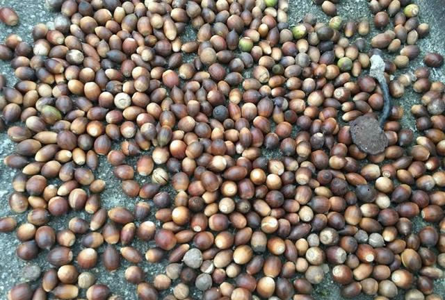 苦槠干 这道应季的山间美味你吃过没?