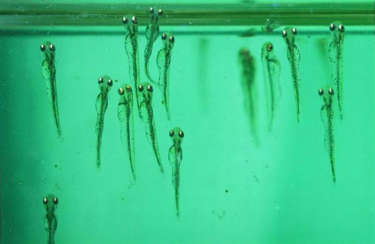 金鱼繁殖经验谈