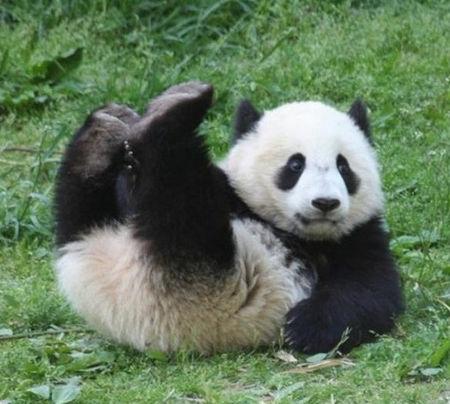 熊猫萌萌哒,但是它们食物来源糟透了 另一个原因就是熊猫太蠢萌了 你