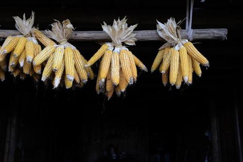 悬挂着的玉米棒 刘海波 摄