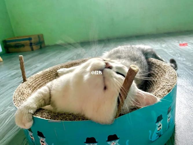 猫薄荷真那么好吸嘛_猫薄荷_宠物_猫_晒猫
