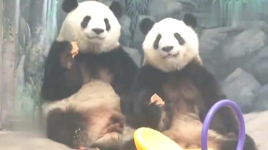 萌宠:熊猫七喜七巧两姐妹手拿窝头吃得香,圆圆的大脸好漂亮啊!