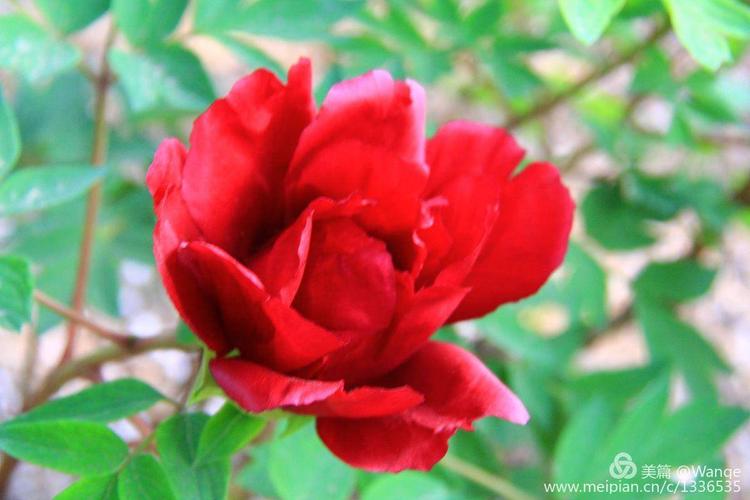 唯有牡丹真国色,花开时节动京城