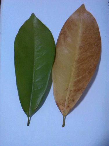   按默认排序|3条回答  1 小时前   热心网友  柿子树叶 追问