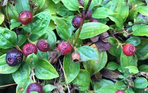 它是"地菍",俗称地茄子,钙含量是牛奶的5倍,遇见莫错过