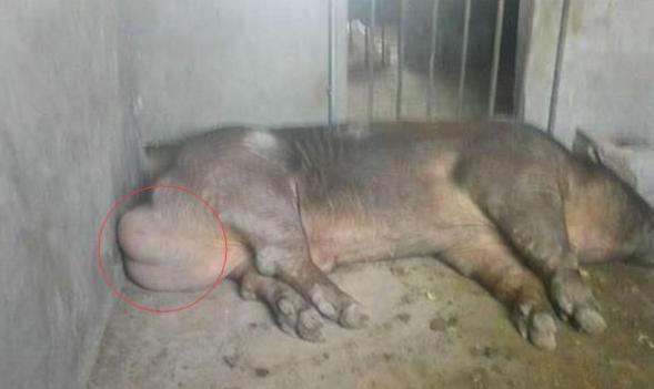 种猪睾丸炎该怎么治疗这篇文章给您详细解答