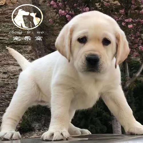 导盲犬拉布拉多 拉布拉多巡回猎犬 家养拉布拉多 神犬小七 宠物狗活体