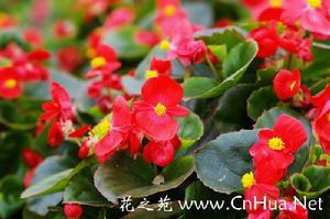 玻璃翠
