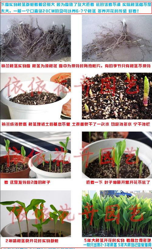 德国进口铃兰花苗根带芽发货 防辐射专用球根种根花卉