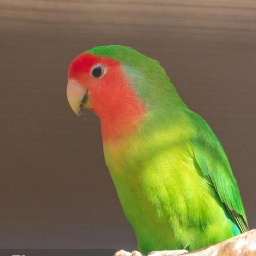 牡丹鹦鹉活鸟黄桃绿桃脸牡丹宠物鸟活体玄凤鸟活物成年爱情鸟鹦鹉