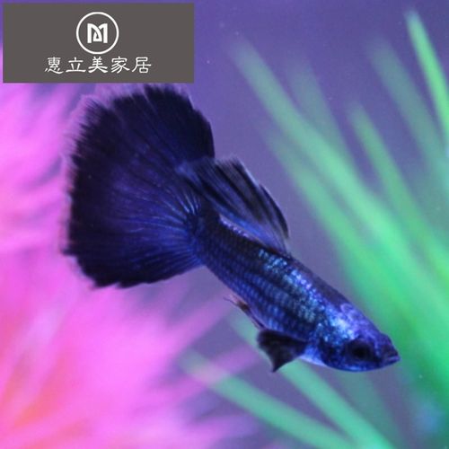 购客淡水观赏鱼小型热带孔雀鱼活体精品红扇全红象牙白蓝草冰蓝凤尾鱼