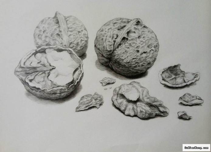 核桃素描画