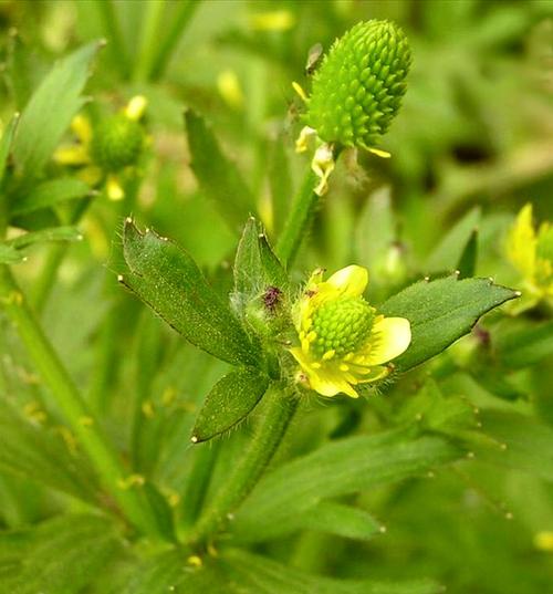 日月峡中草药:回回蒜