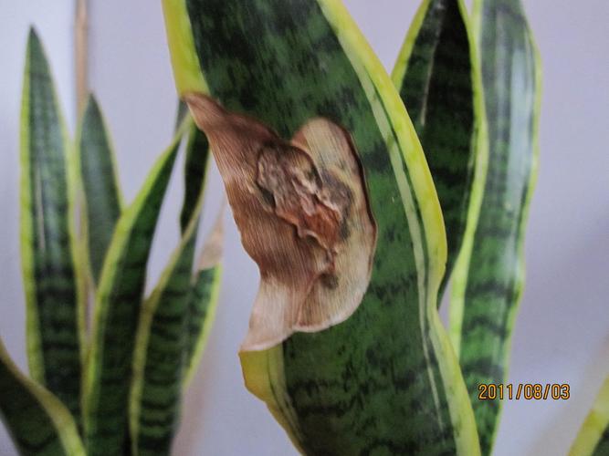 虎尾兰和虎皮兰的区别是什么及相关问题精彩解析(2)