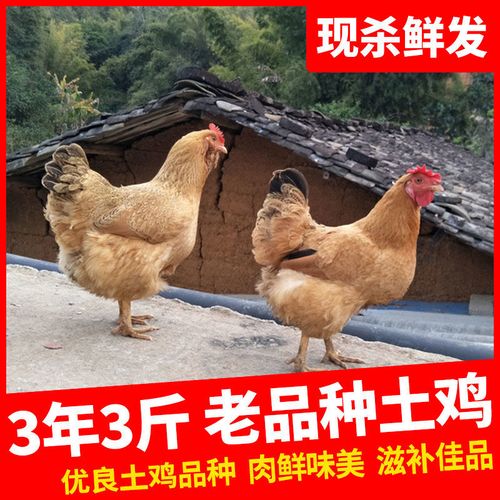 散养三年老母鸡3年土鸡农家老品种草鸡现杀柴鸡新鲜鸡肉整只3斤多