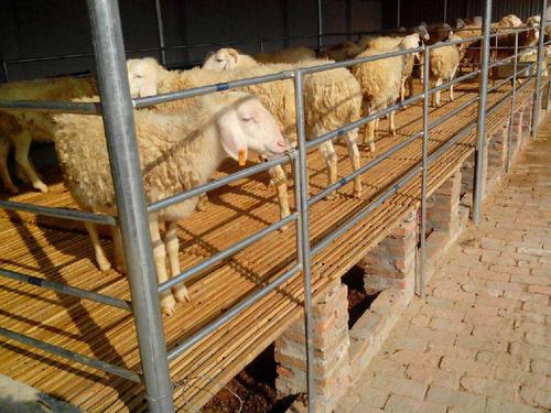 羊床 羊床漏粪板 羊床批发 羊床厂家直销