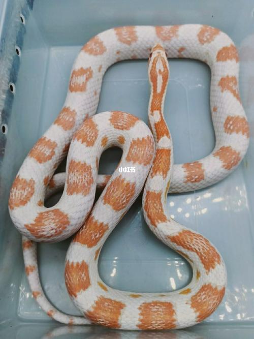 成体高白糖果,公_糖果_玉米_玉米蛇_宠物_宠物其他