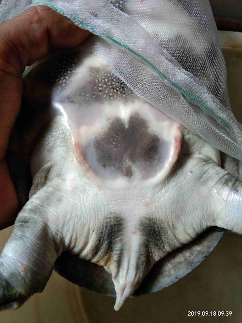 请问一下,这甲鱼的公母?