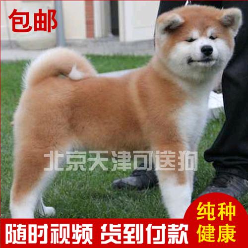 家养大型活体宠物狗狗 纯种日系秋田犬幼犬出售忠犬八公货到付款5