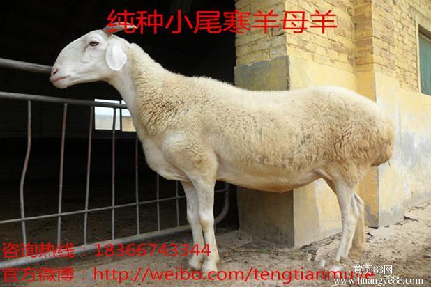 纯种小尾寒羊