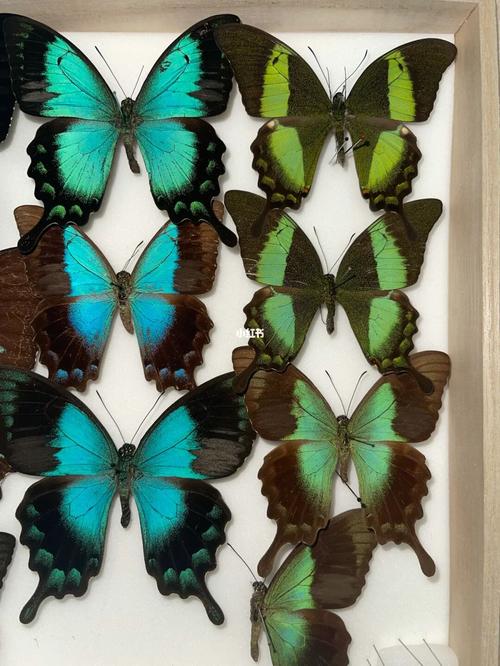 翠凤蝶-收集未满_蓝月亮怎么样_翡翠_兴趣爱好_兴趣