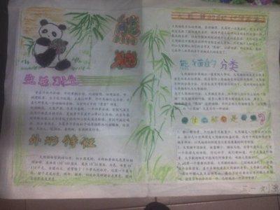 雅安的风土人情和熊猫文化的手抄报 关于文化的手抄报