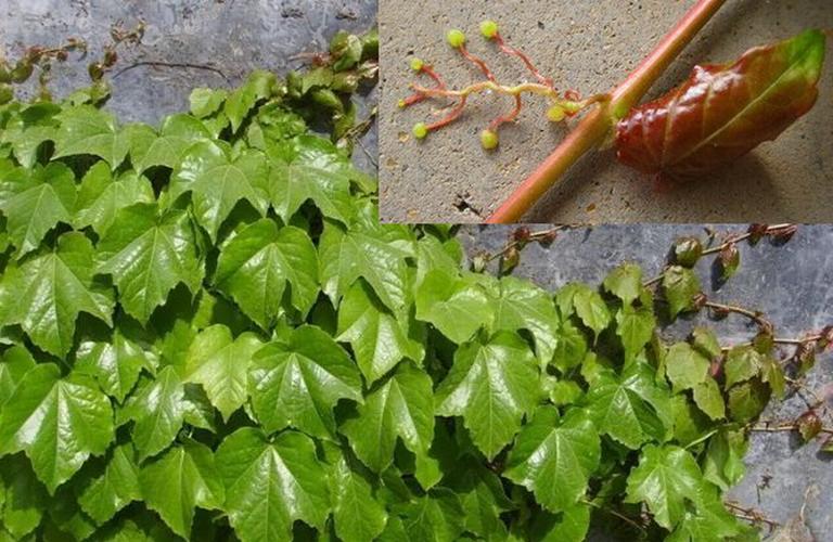 爬山虎(图片来源于网络)