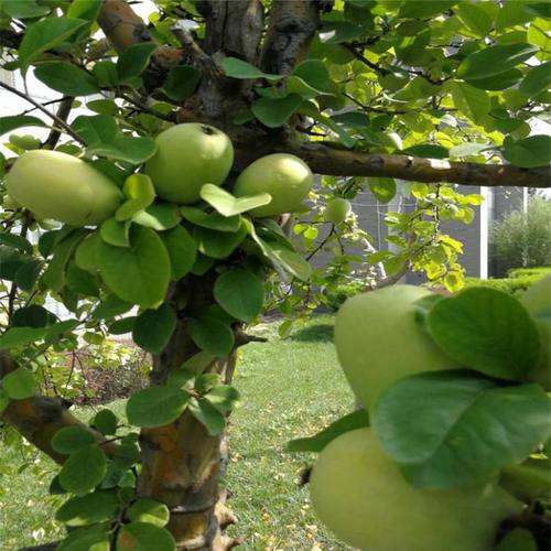 出售木瓜海棠庭院园林观花观果树种道路绿化带行道树