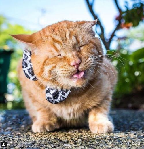 笑死了,一向高冷的喵星人吸食猫薄荷后秒变吸毒现场丑态百出