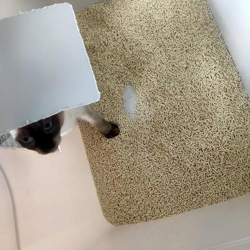 【讨论】收纳箱自制超大猫砂盆 交作业