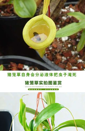 猪笼草盆栽食虫草驱蚊植物猪笼草苗奇趣捕虫植物室内客厅绿植盆栽