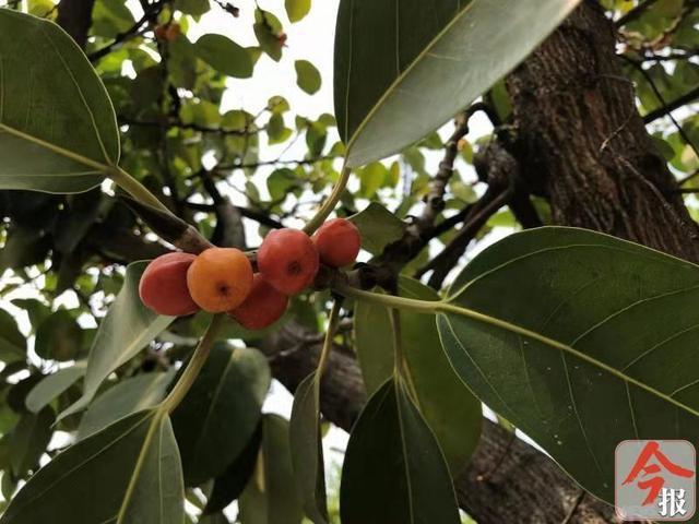 柳州市区高山榕的果实都成熟了,鸟儿们雀跃不已