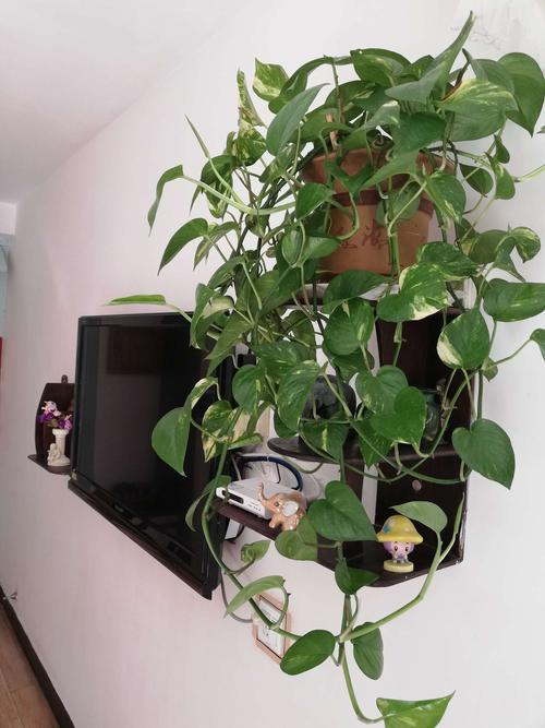 绿萝婉然曲折的茎上,长出一片又一片心形一样的叶片,绿色中,泛着点黄