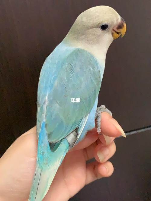 牡丹鹦鹉松石蓝闪_鹦鹉_牡丹_松石_牡丹鹦鹉_宠物