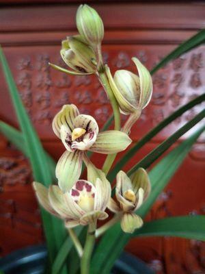 建兰荷瓣名品—金荷,花色鲜红,香味持久,是不可多得的