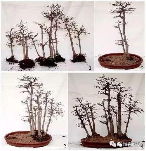 9个步骤教你制作丛林式盆景