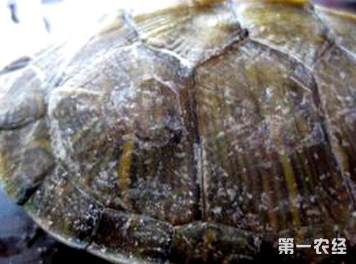 去除乌龟壳上的白色水碱