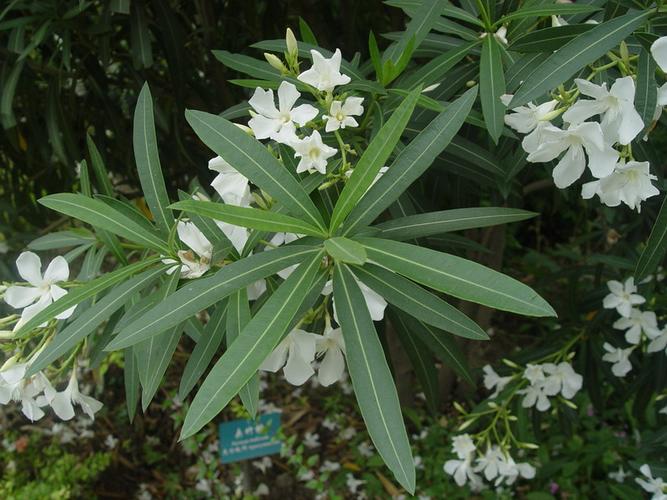 此外,尚有枝的节间短缩密接,叶在短枝上成簇生出,称为簇生叶序,如银杏