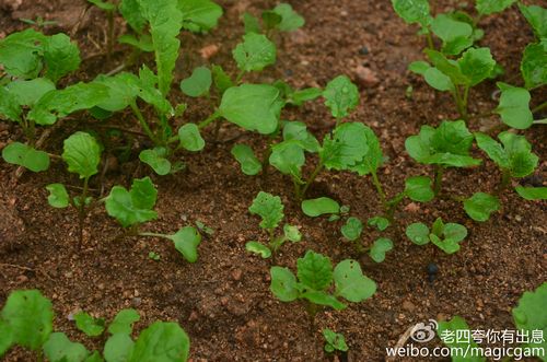雨后刚出土的油菜苗,长大后进行移栽,明年开春又将是一片油菜花海