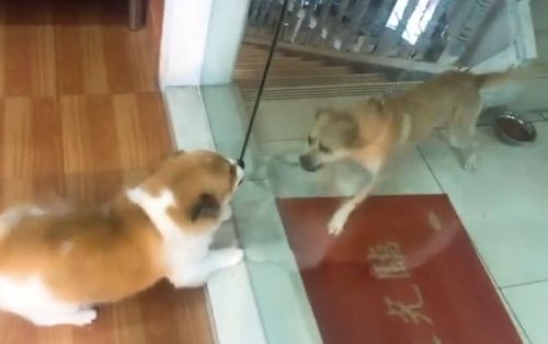 两只狗子隔着玻璃"互喷",玻璃门被拉开后,空气瞬间安静了