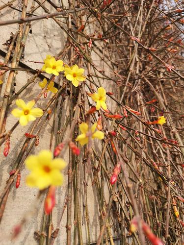 迎春花