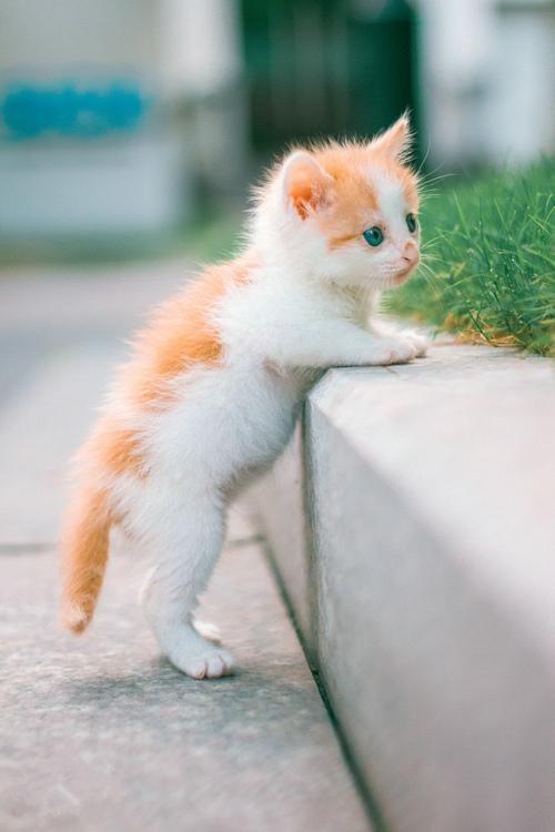 可爱的小猫图片卖萌图片