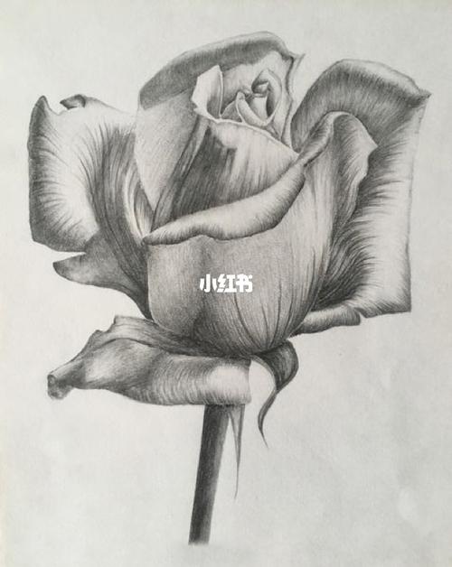 素描花卉静物素描_素描_花卉_文化_绘画