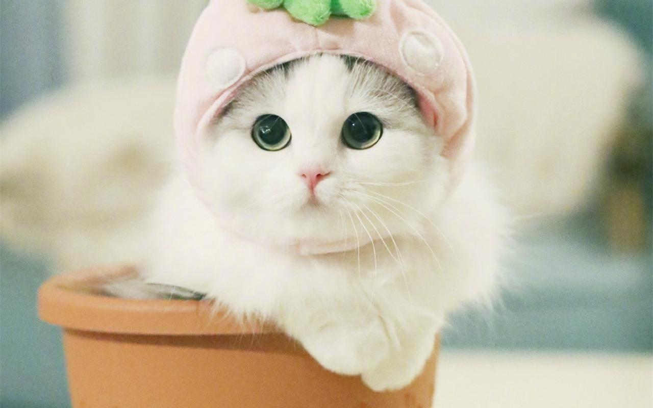 软萌猫咪可爱壁纸_猫咪的可爱有点萌