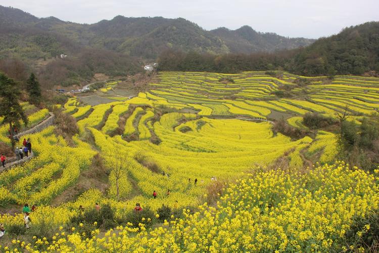 婺源-篁岭-三溪瀑布群-船游新安江-灵山梯田油菜花三日游.(一)